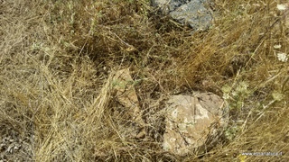 Castellito